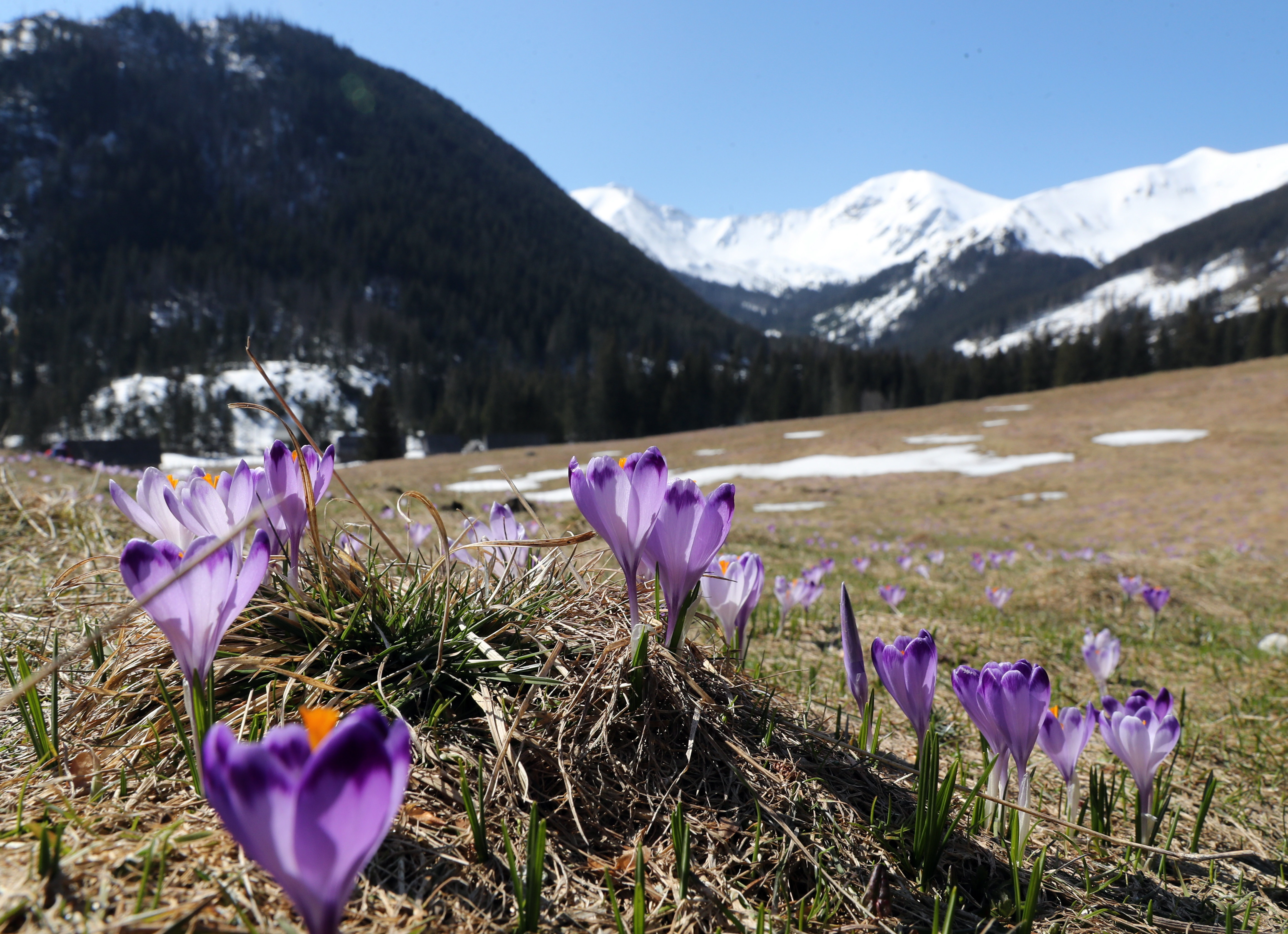 番红花开花后怎么处理,番红花开花期
