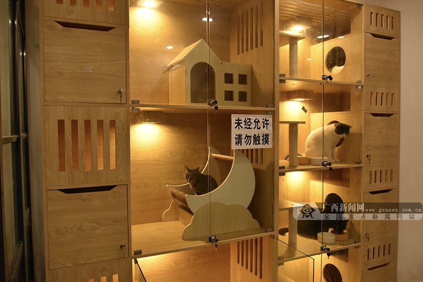 出去旅游宠物留守,外出旅游怎样找宠物托管