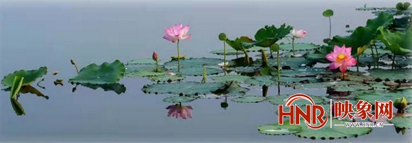 淮阳赏荷什么时候开幕,2020中国淮阳赏荷月开幕式