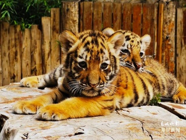 新冠疫苗还有没有第二批,新冠疫苗是否后期不免费