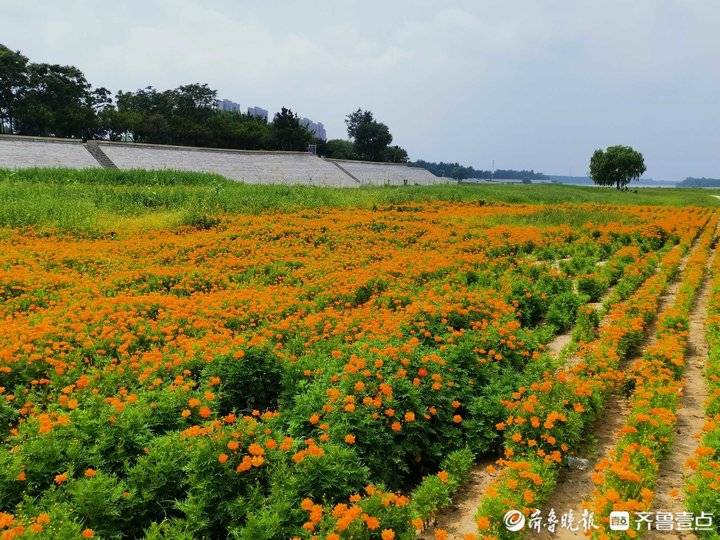 济南黄河网红打卡地攻略最新,济南网红打卡地景点经三路