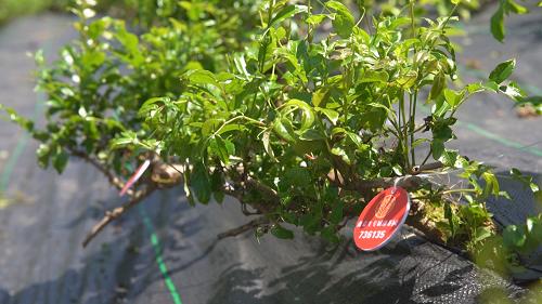 鏉ュ嚖鍐滄潙鐢靛晢,鏉ュ嚖涔℃潙鐢靛晢