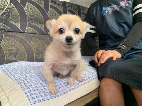 动物不是物品！韩国拟赋予动物法律地位SouthKoreatogiveanimalslegalstatustofightabuseandabandonment