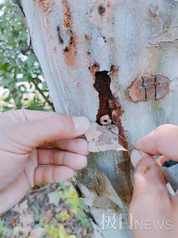 天牛危害事件,天牛危害的树图片