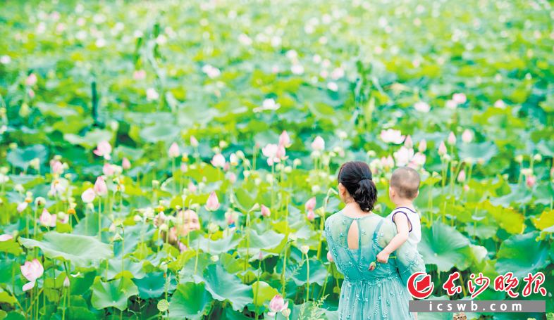 赏荷花美照,赏荷塘视频