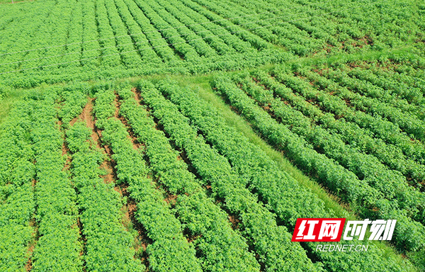 常宁生态修复,常宁保护生态环境