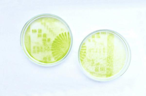 制作植物形状的日历,关于植物做成的日历