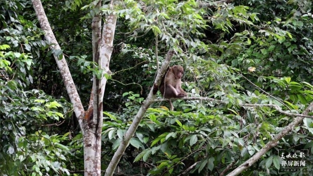 龙陵小黑山黑熊,熊猴现身保山龙陵