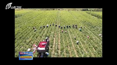 农民田间辛勤劳作喜迎首个丰收节,庆丰收让乡亲们的日子越过越红火