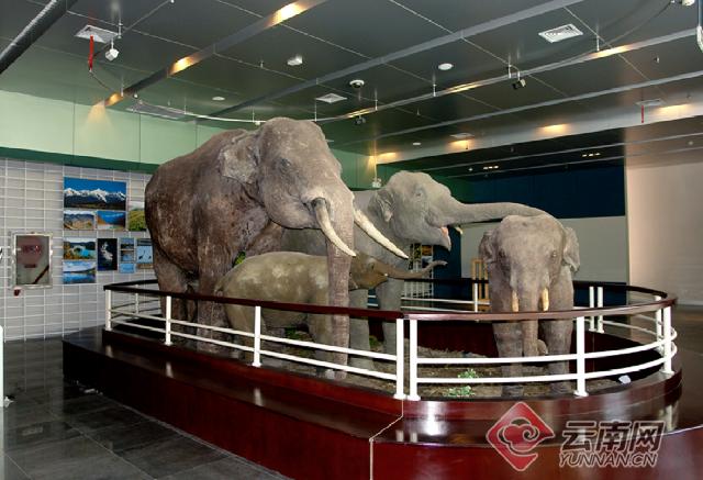 云南大理奇妙博物馆,云南生命博物馆