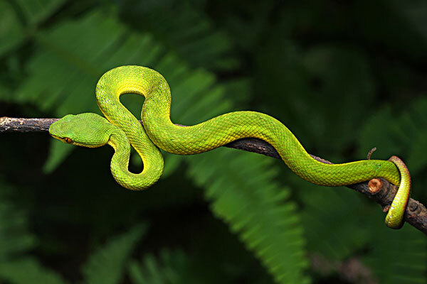 在野外被蛇咬自救,户外被蛇咬伤急求办法