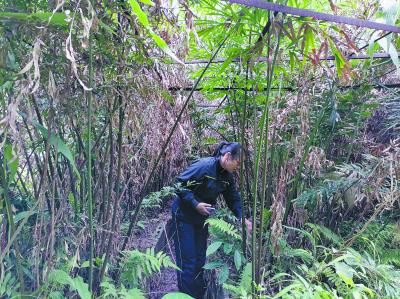 重返壮乡十余载“植物界大熊猫”苏铁在德保迎新生