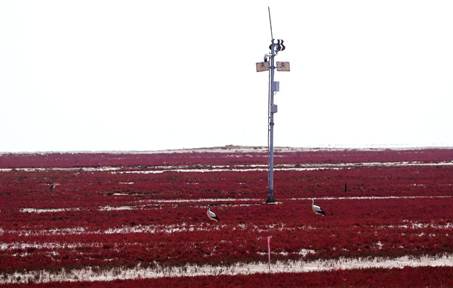 外眼看,护大河之洲引百鸟来栖