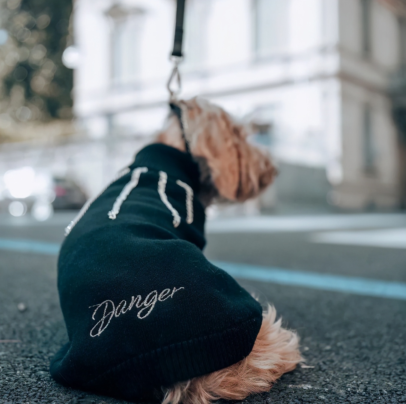 生活在宠物天堂的动物,在天堂的猫狗