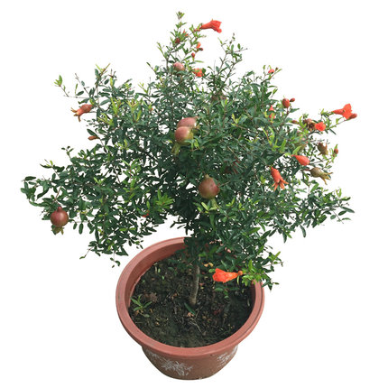 石榴盆景怎么区分品种图解,盆景石榴品种视频介绍