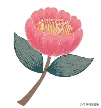 治疗猫癣最好的方法,治疗猫癣的最快的办法