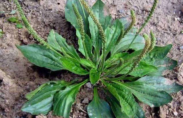 看看这些野菜你们家乡有吗?