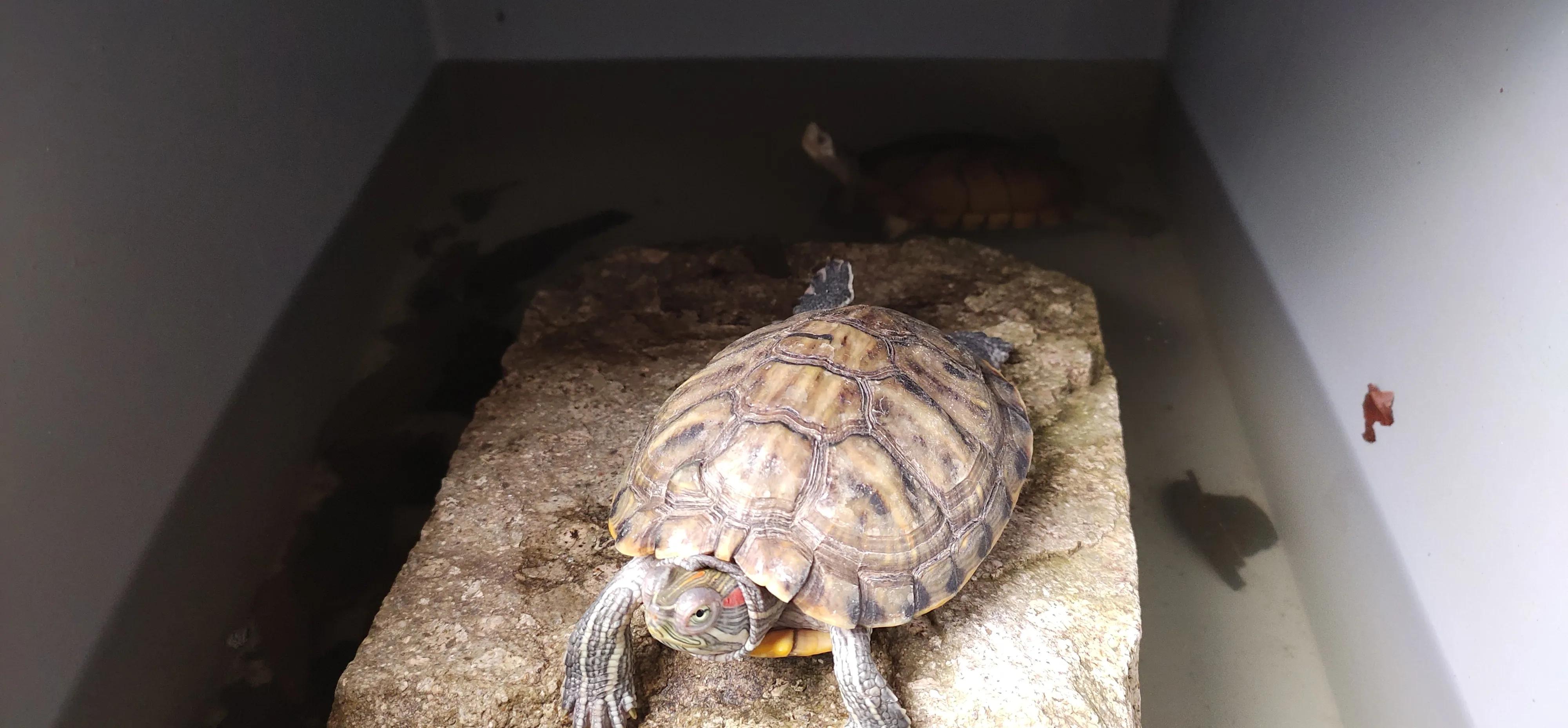 养龟的100个常用小动作,草龟4到5cm新手养龟教程