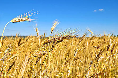 糕饼之王——太谷饼