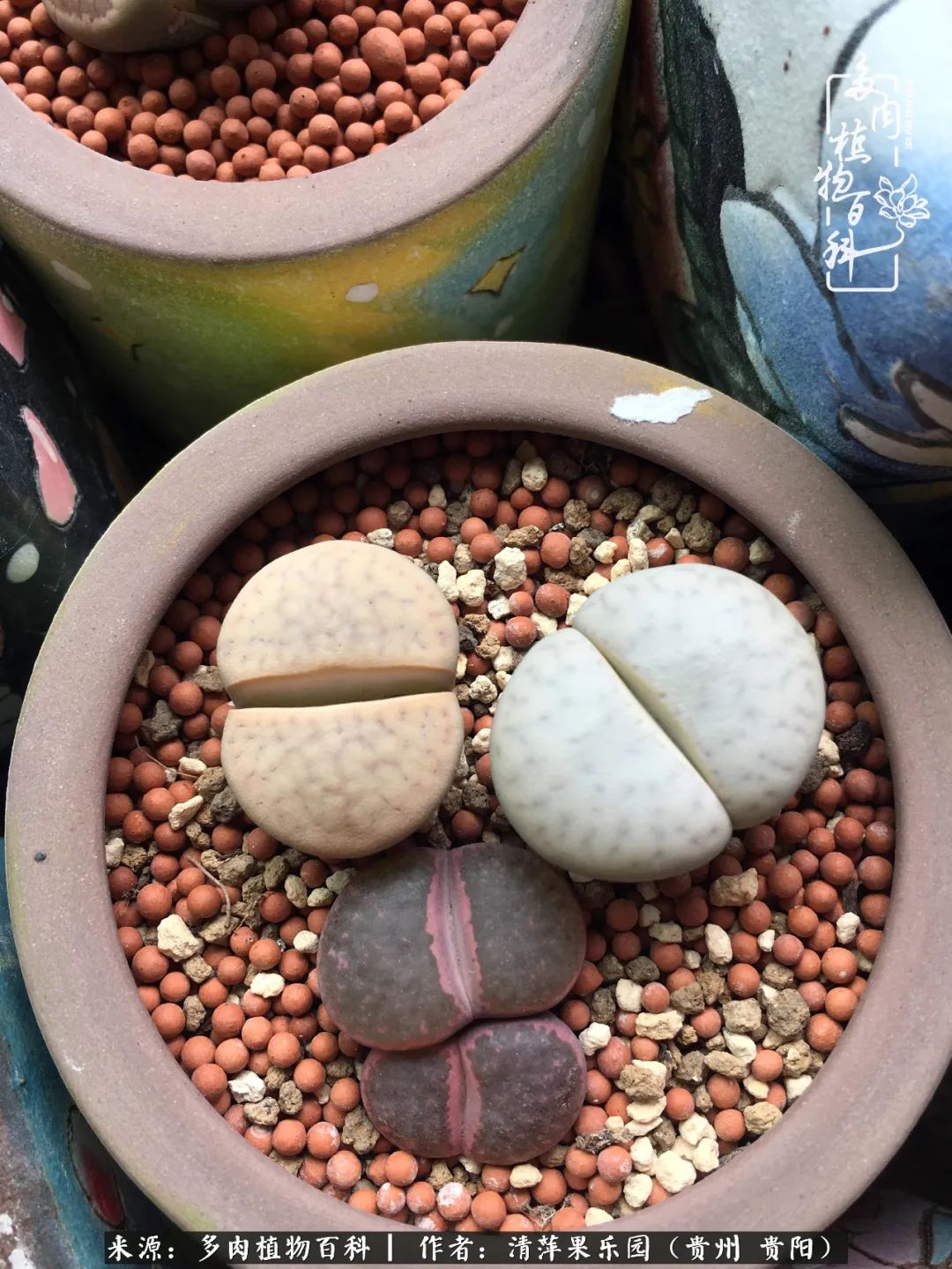 生石花庭院,晶莹剔透的生石花