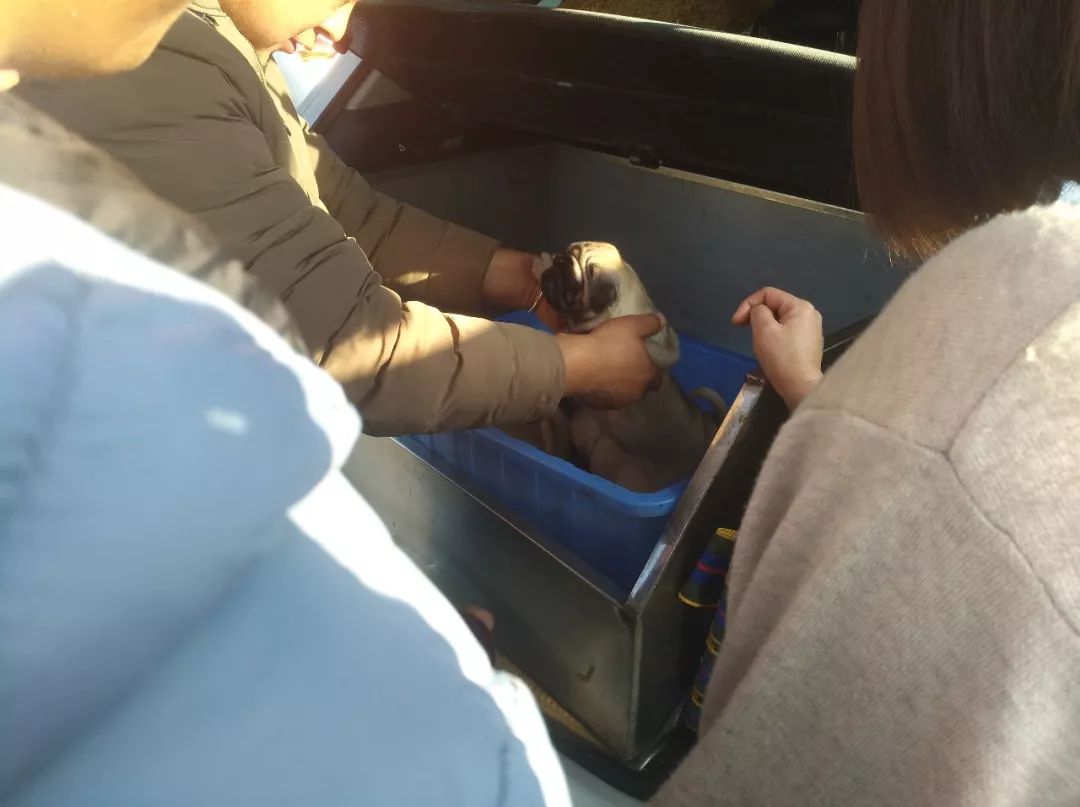 出售巴哥犬350元,卖巴哥幼犬