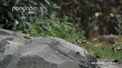 鍥藉疂缇庣櫧,鍥藉疂鐢ㄧ殑缇庣櫧闈㈣啘