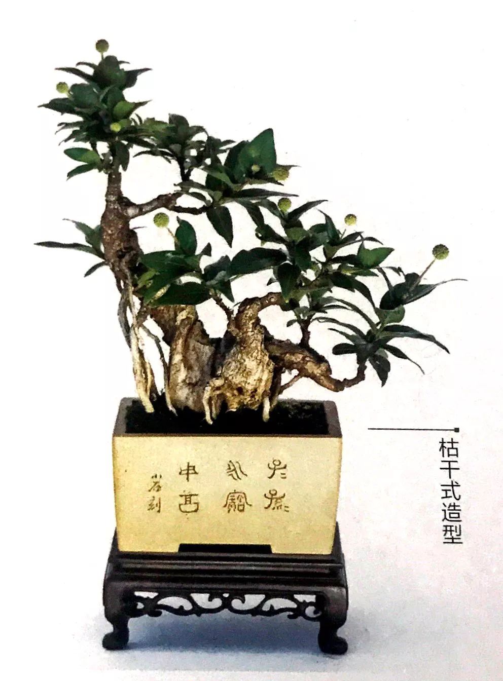 100种盆景造型欣赏,园林盆景微型盆景