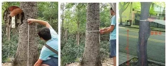 苗木分级标准1999,主要造林树种苗木质量分级标准