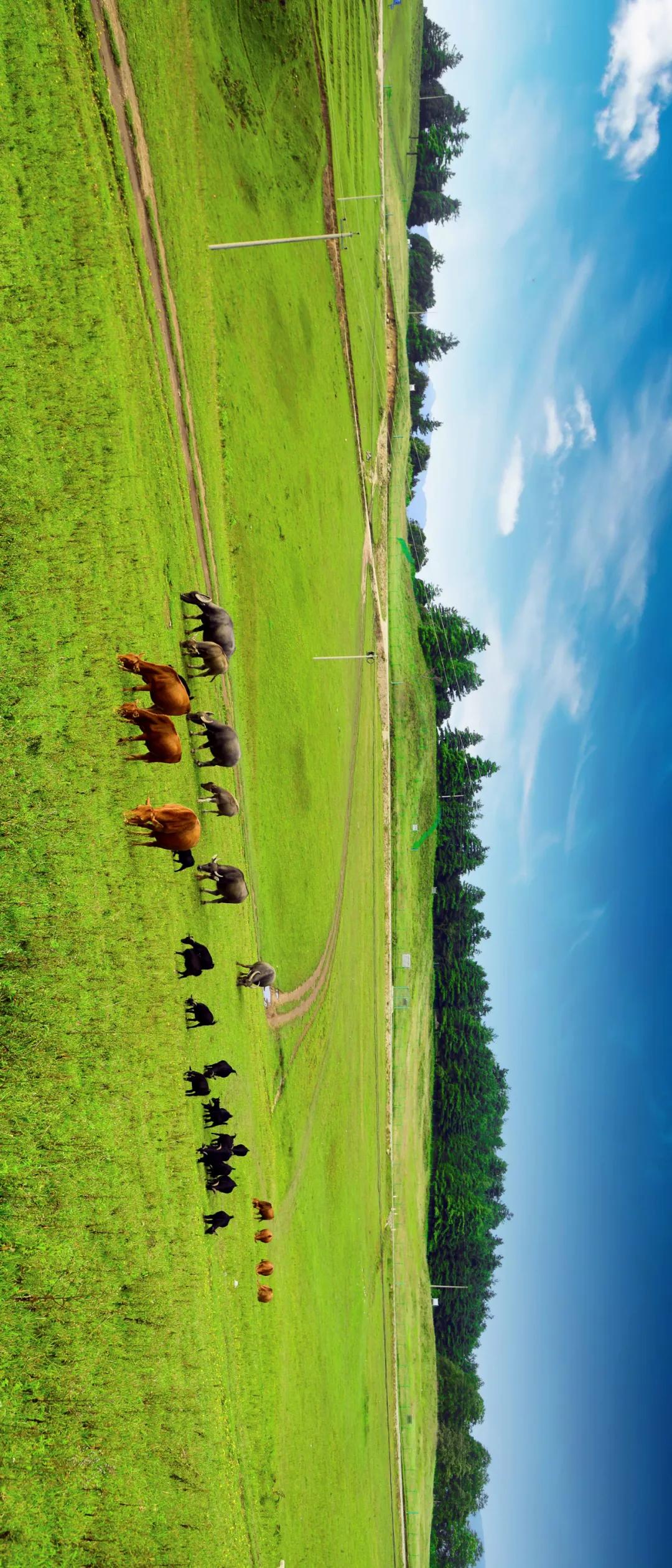 这是一个充满生机的公园怎么说,这是一个充满生机的国度朗诵