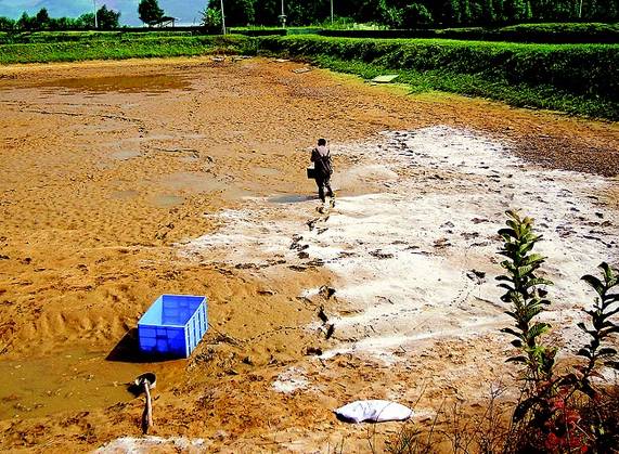 虾塘养殖用什么消毒最好,虾塘怎样养水护底