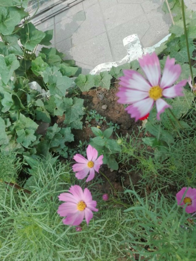 波斯菊怎么养才能开花多,波斯菊有什么好处