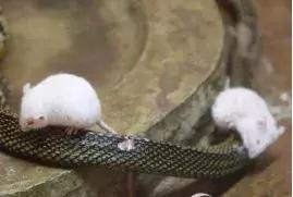 如何让观赏蛇类在人工环境下住得幸福