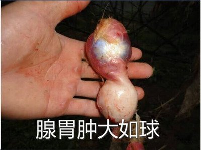 鸡得了腺胃炎怎么治疗,鸡腺肌胃炎发生原因及防治措施