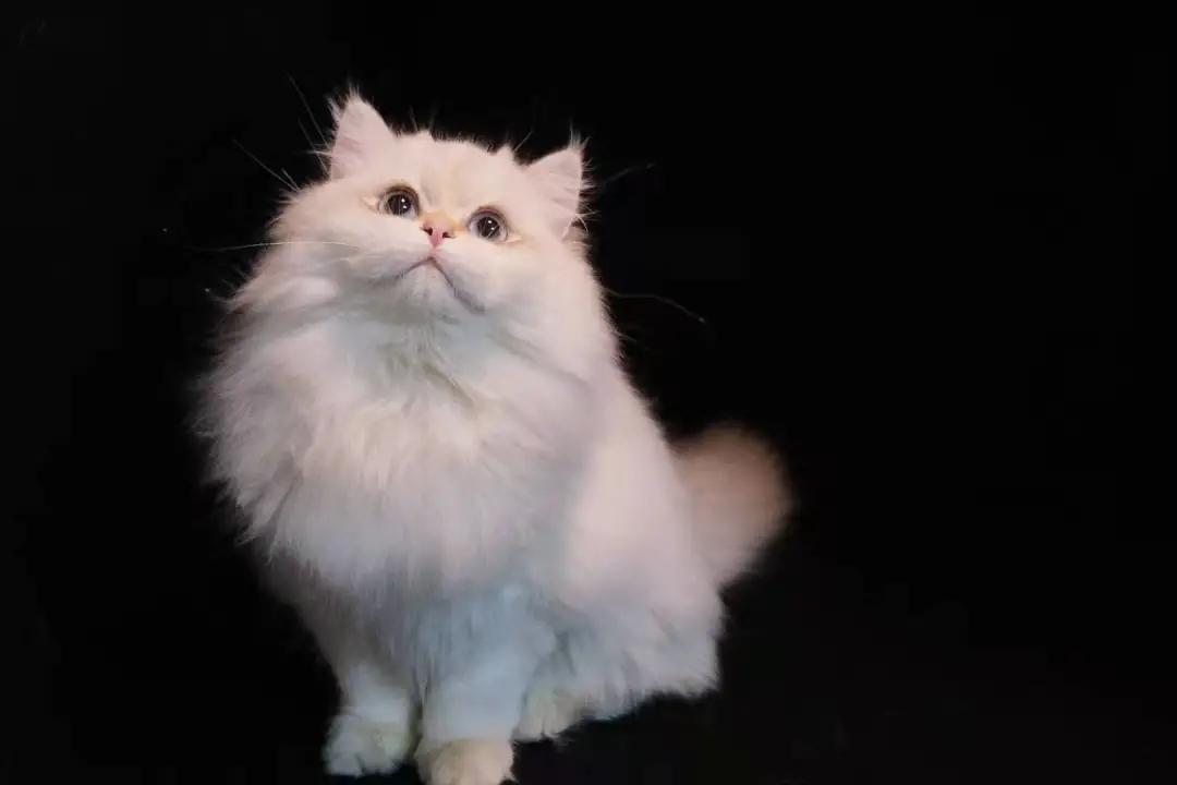 多少度猫咪会感到冷,多少度猫咪才会感到寒冷