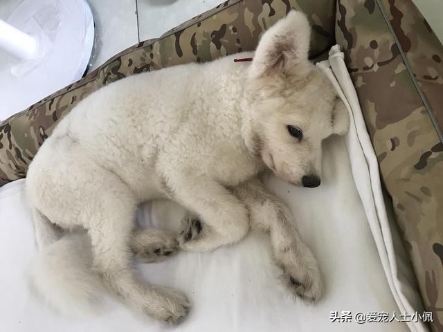 新手养狗怎么注意犬瘟细小,细小很严重如何判断狗狗得了细小