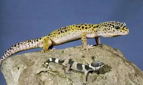 Eublepharismacularius豹纹守宫