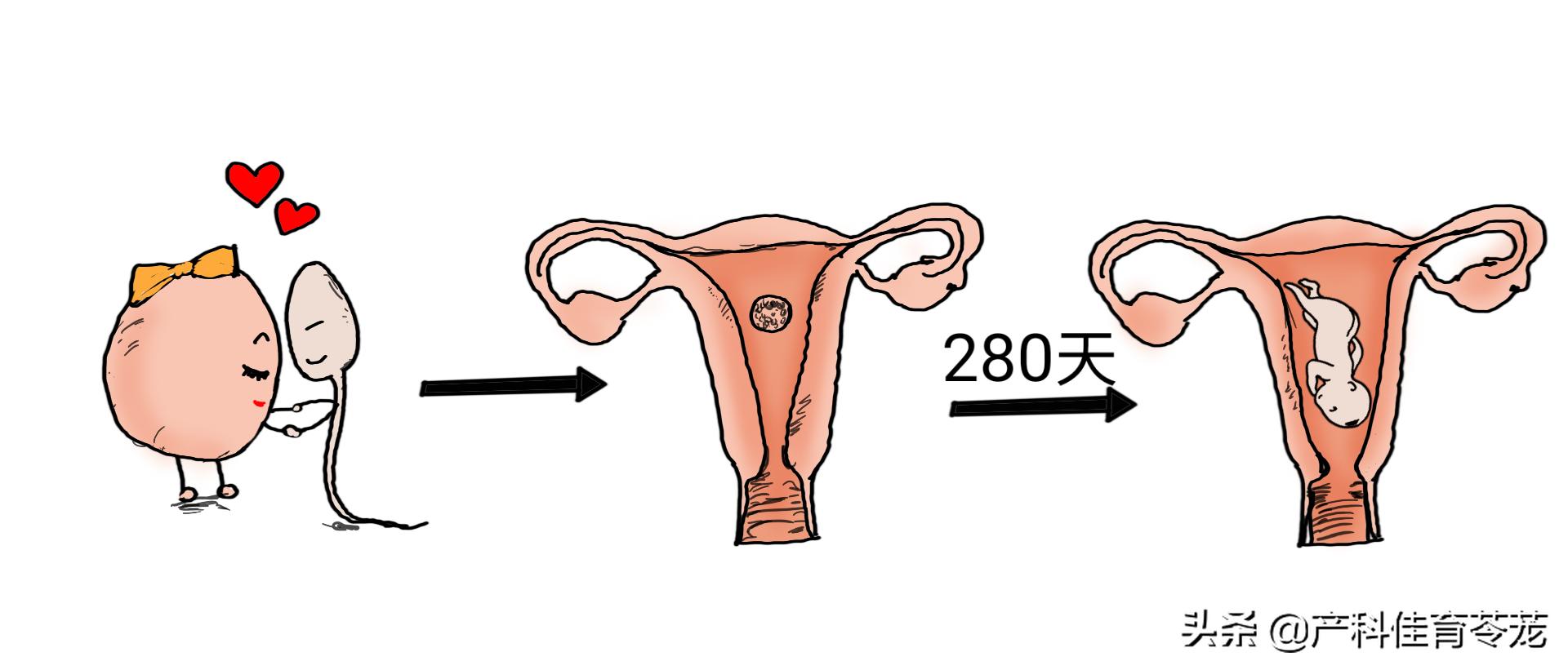 孕育生命，简单而又复杂