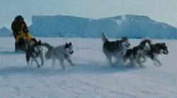 哈士奇拯救小镇,哈士奇救二哈