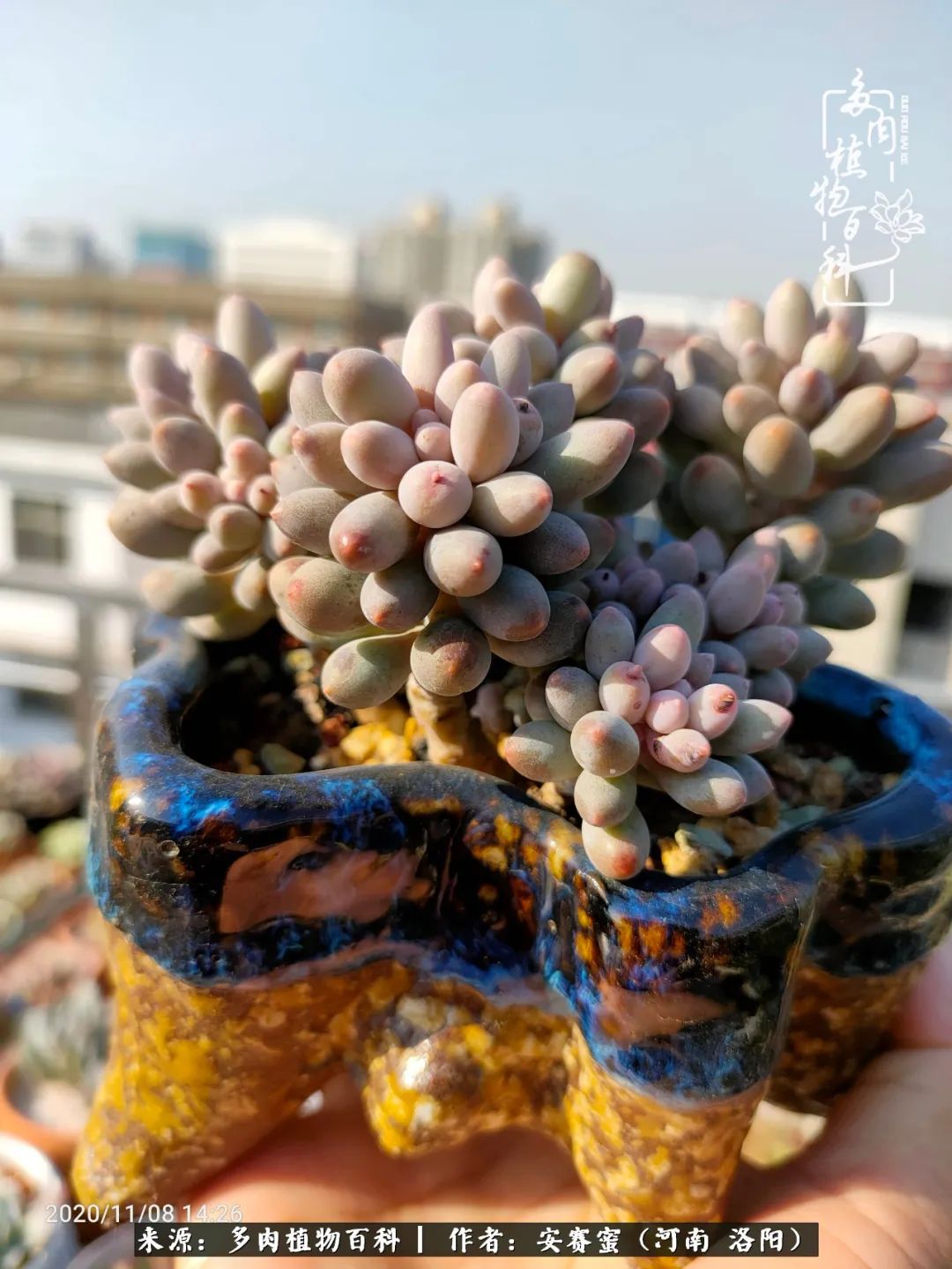 现在是多肉最美的季节,多肉最美的季节来啦