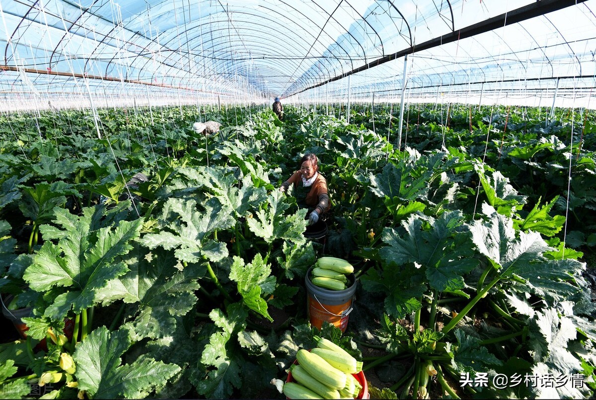 老一辈留下的种菜顺口溜,种菜时间的口诀顺口溜