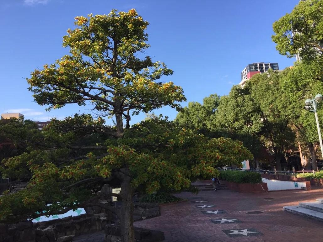 名古屋白川乡游记,秋游名古屋