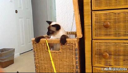 猫咪脸型体型怎么看,耳朵轮廓能看出猫咪的性格嘛