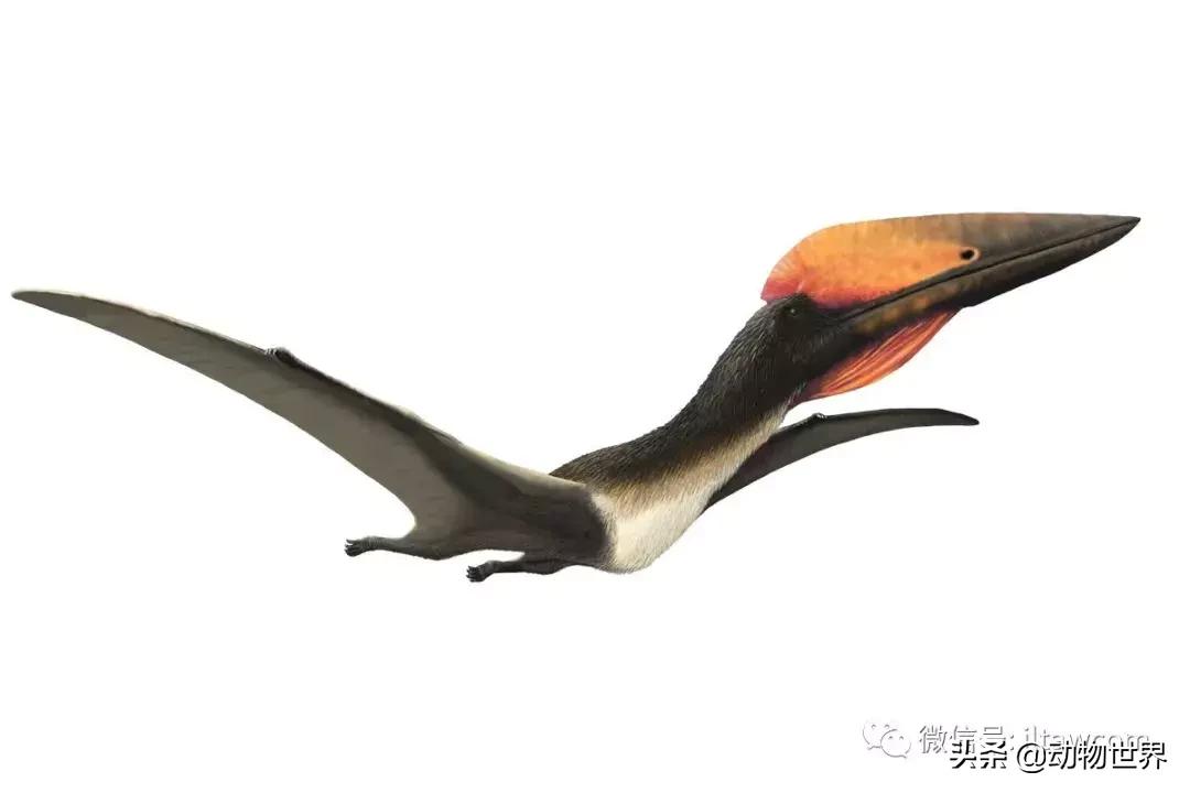 哈特斯哥翼龙比风神翼龙大吗,哈特兹哥翼龙复原图