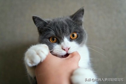 猫被猫咬了多久会好,猫咪咬伤有哪些不要吃