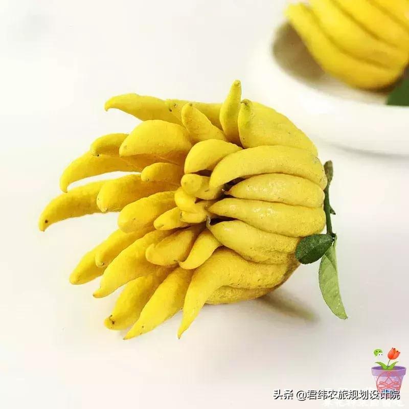 精品水果盘点,好吃又好养的水果