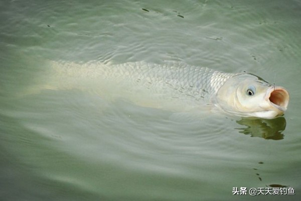野钓三大技巧让你提高中鱼率,钓不到大鱼全是小鱼怎么办