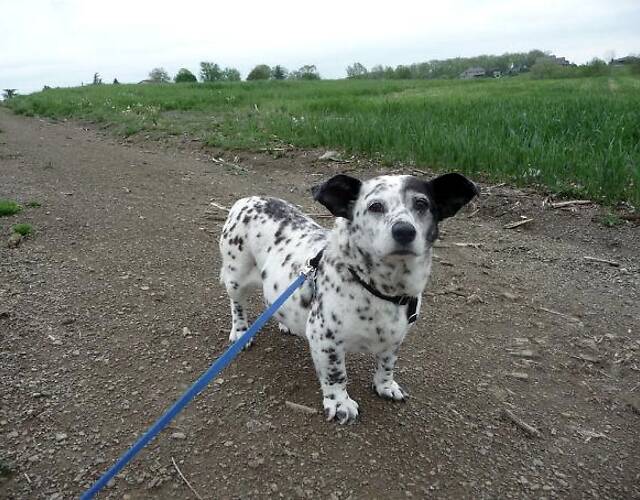 千万不要让你家的猫跟狗玩,千万不要让你家猫和狗待在一块