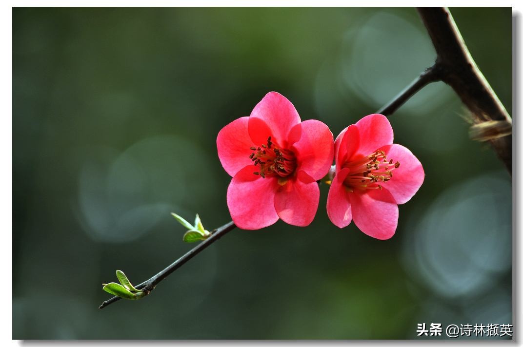 描写景物的作文素材句子,借春天的景物描写冬天的诗句