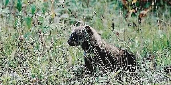 加拿大最危险五大动物,全球十大危险有毒动物