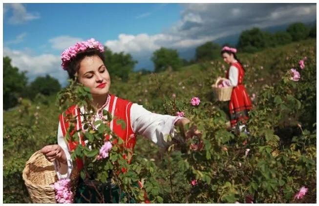奥图玫瑰精油的功效与作用,奥图玫瑰精油